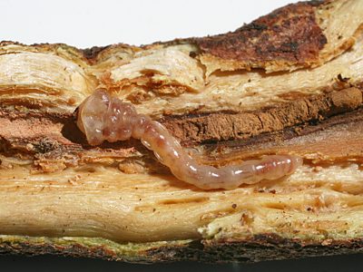 Melobasis propinqua verna, PL1668B, larva, in Pultenaea viscidula (PJL 2711) swollen stem base, ventral, KI